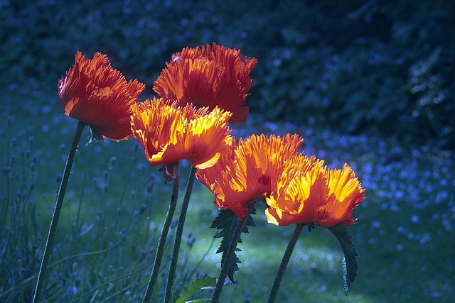 Valmue, Blomst Baggrund, Blomst