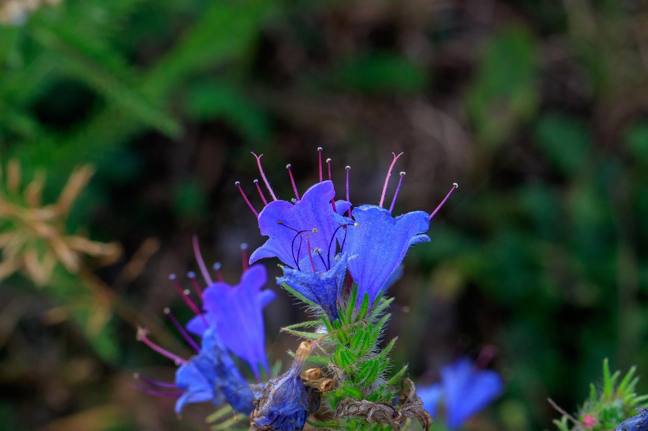 Blossom - free online jigsaw puzzle photo