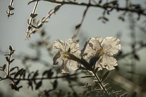 Blume, Pflanze, Blumentapete, Blüte