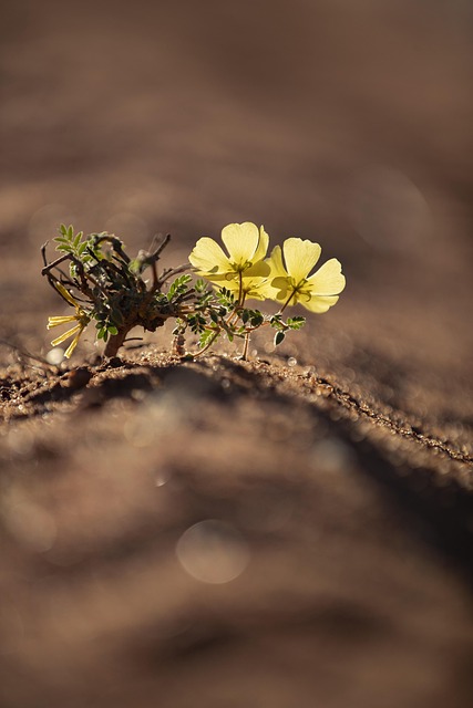 Blume, Blumentapete, Blumen Hintergrund