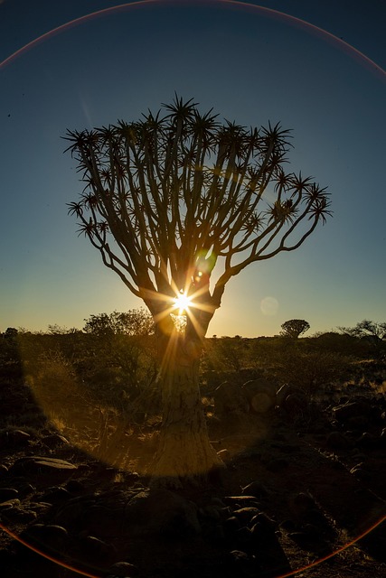 Afrika, Sonnenuntergang, Köcherbaum