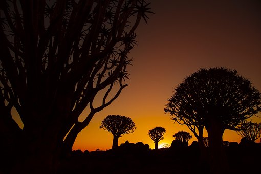 Afrika, Köcherbaum, Sonnenuntergang