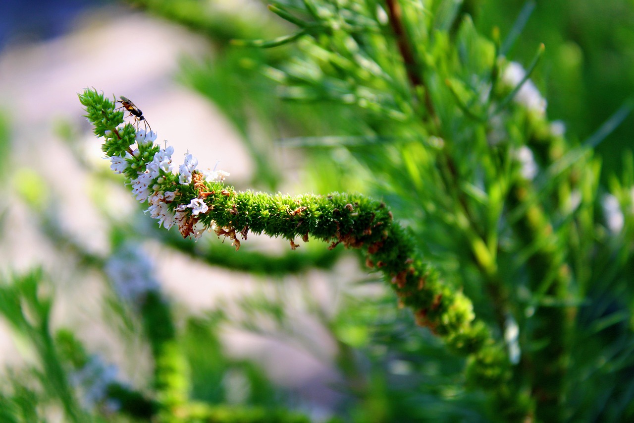 Mint Grass Healthy Free photo on Pixabay Pixabay