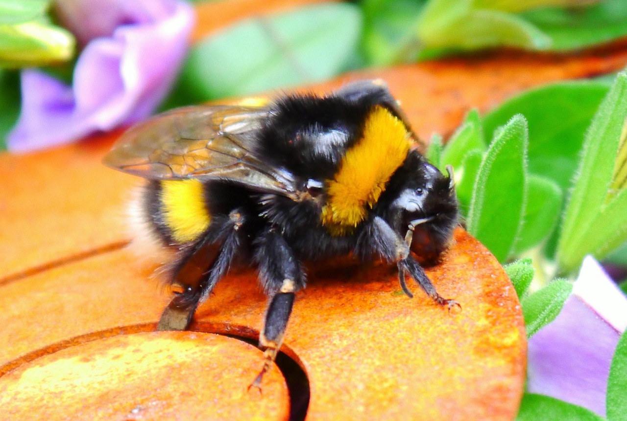 80+ Free Black Bumblebee & Bumblebee Images - Pixabay