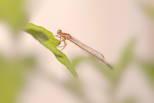 Free Dragonfly Zygoptera photo and picture