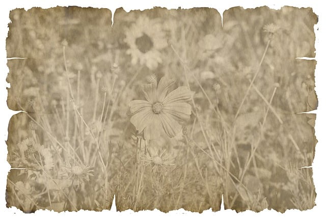 Free parchment nature paper illustration