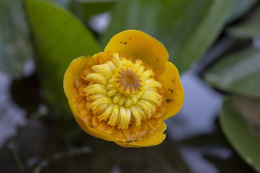 Free Nature Water Lily photo and picture