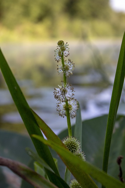 Free Summer Bloom photo and picture