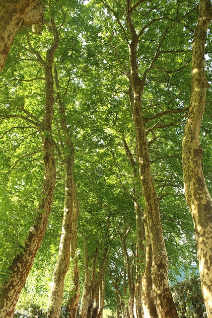 Plátanos, Verde, Arvore, Paisagem