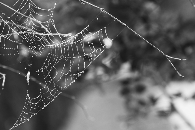 Free Spider Web Nature photo and picture