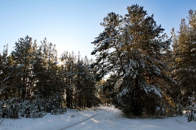 Free Forest Pine photo and picture
