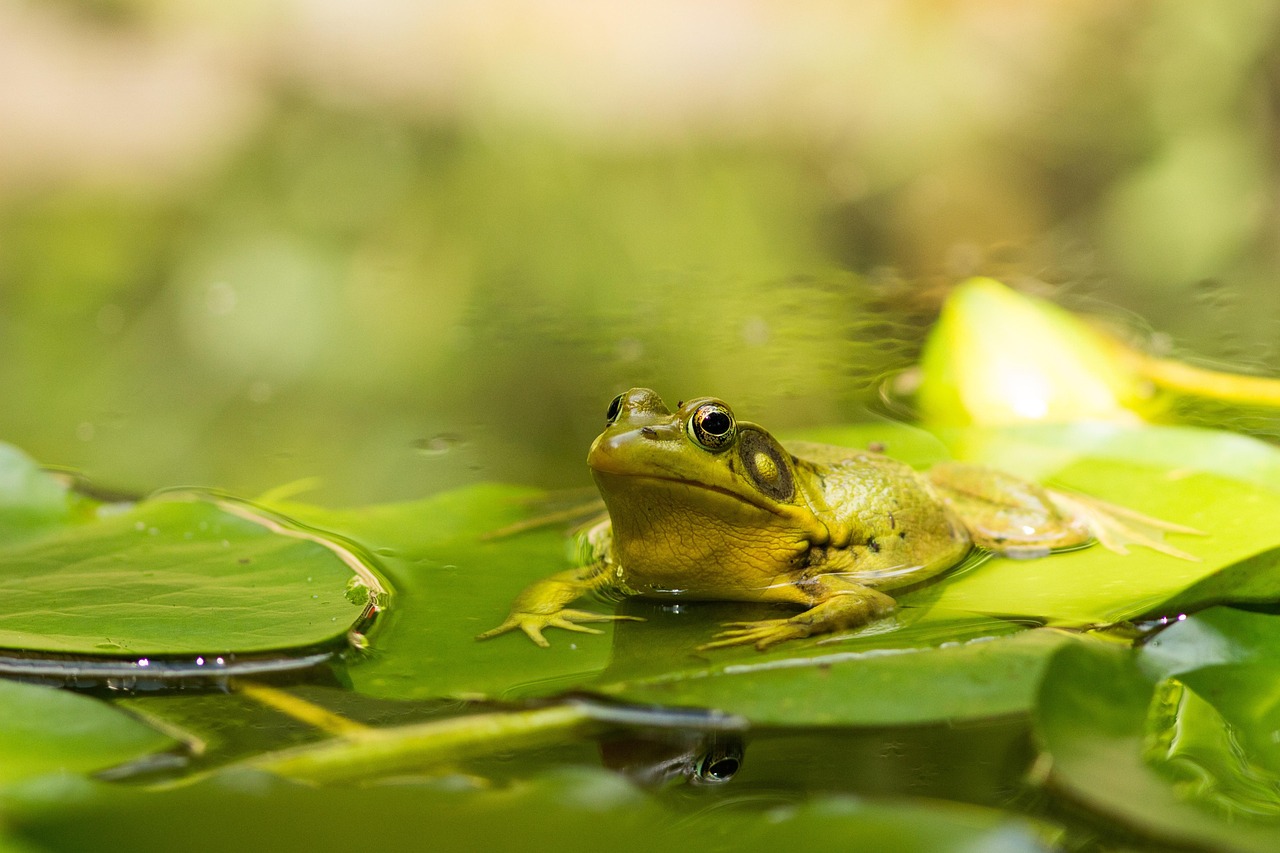 Frog Pond Lake Free photo on Pixabay