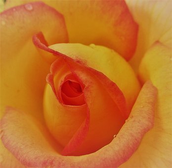 Free Flower Rose Flower photo and picture