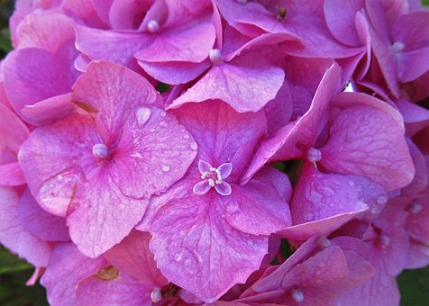 Free Flower Flower Background photo and picture