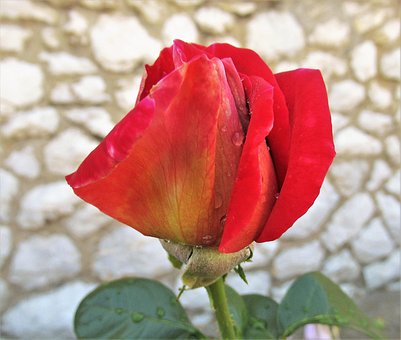 Free Flower Rose Flower photo and picture