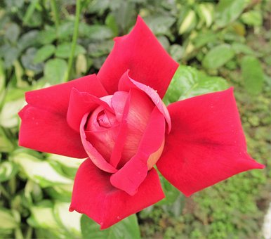 Free Flower Rose Flower photo and picture