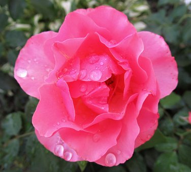 Free Rose Flower Wallpaper photo and picture