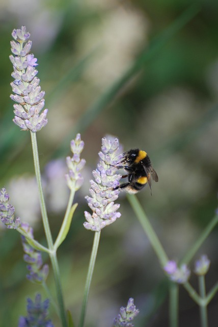 Free Lavender Bee photo and picture