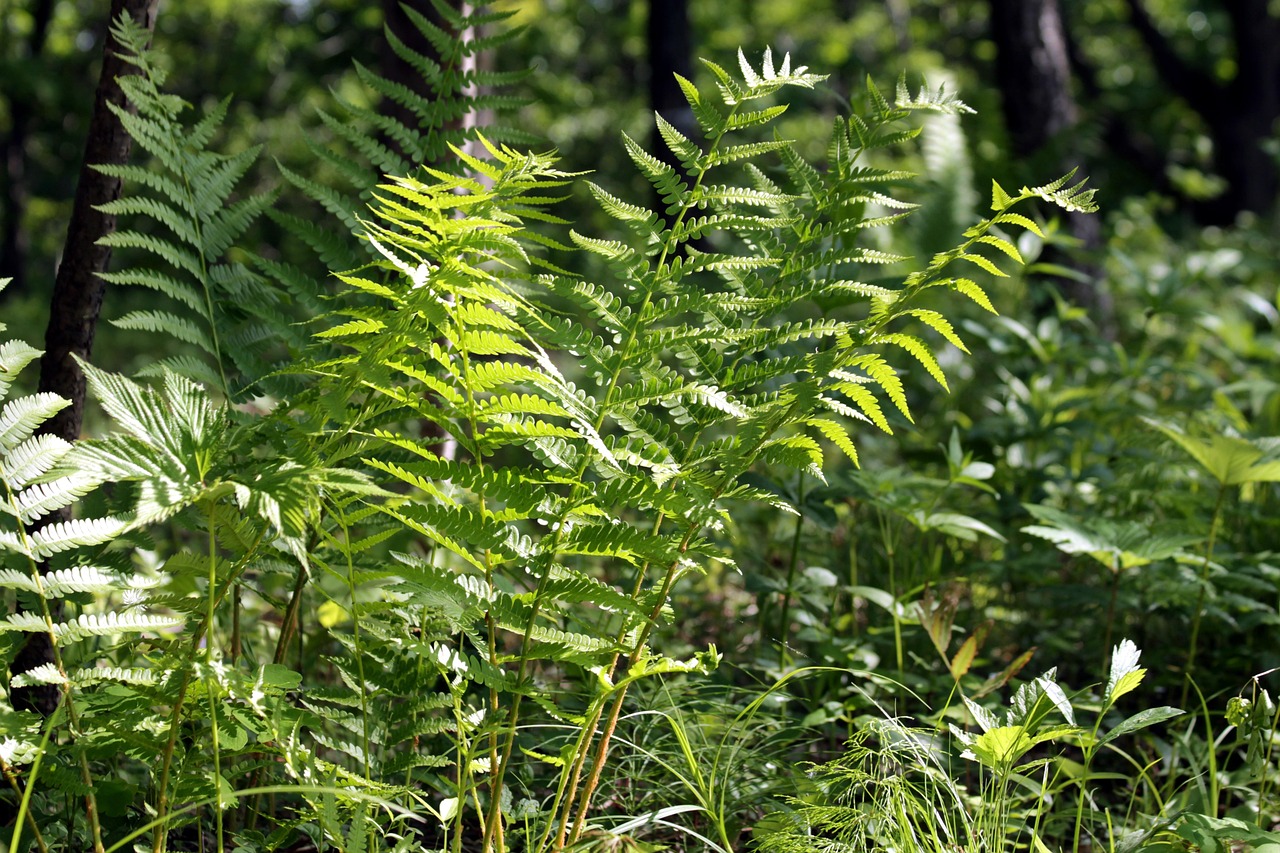 fan kaktus Spiky Wishes main image 0