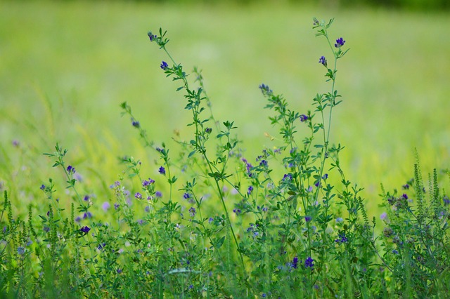 Campo, Flor, Prado, Naturaleza, Verde