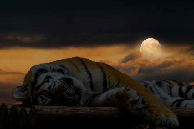 tiger, sleep, relax, cat, big cat, 4k wallpaper 1920x1080, laptop wallpaper, good night, desktop backgrounds, relaxation, lie, wallpaper 4k, lazy, full hd wallpaper, cat portrait, moon, full moon, composing, mac wallpaper, dream, dreams, animal, wallpaper hd, flyer, beautiful wallpaper, 4k wallpaper, pet, cool backgrounds, windows wallpaper, free background, mood, free wallpaper, feel good, hd wallpaper, background