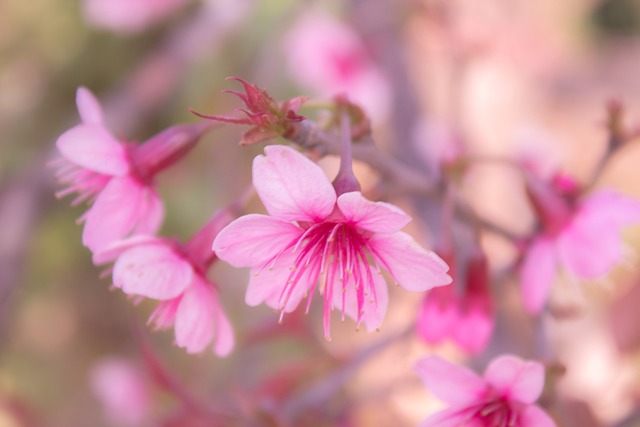 Free Background Beautiful photo and picture