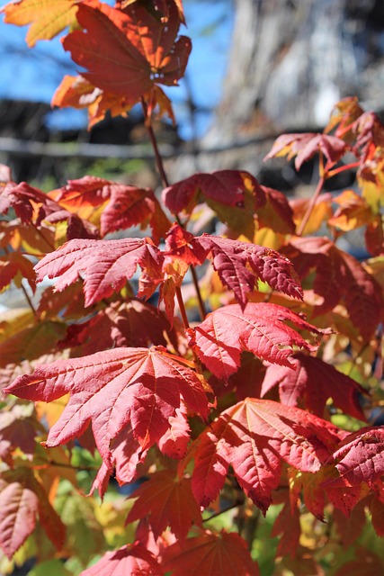 Free Maple Leaves Fall photo and picture
