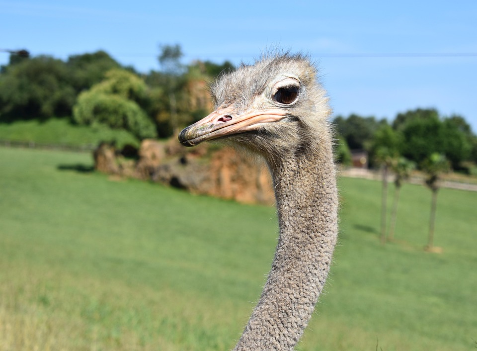 Ostrich Animal Animals Free photo on Pixabay Pixabay