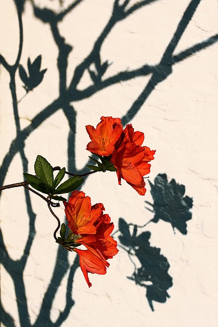 Free Blossom Bloom photo and picture