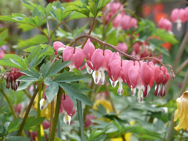 Free Blossom Bloom photo and picture