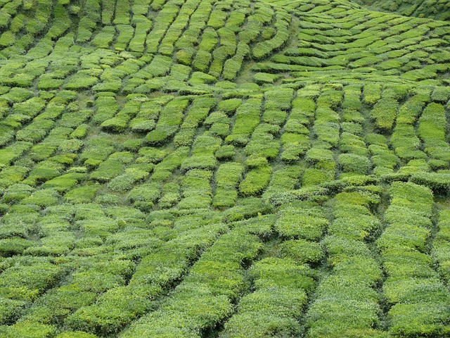 Free Malaysia Tea Plantation photo and picture