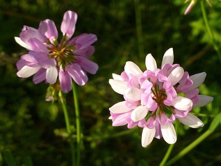 Free Clover Flower photo and picture
