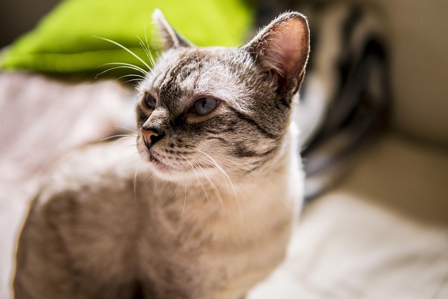 Free Cat Nature photo and picture