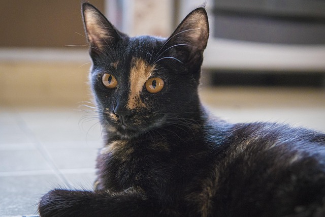 Free Cat Animal photo and picture