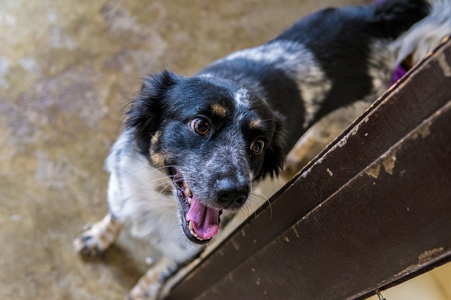 Free Dog Nature photo and picture