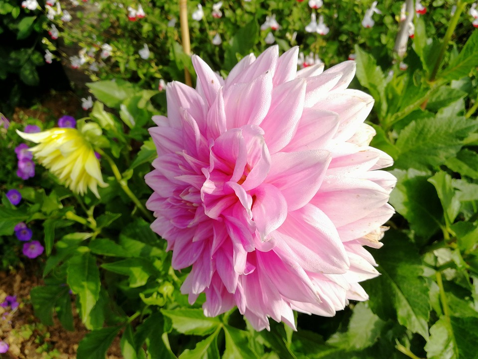 Fleurs Jardins Photo Gratuite Sur Pixabay