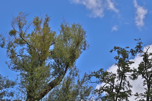 Free Trees Sky photo and picture