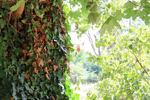 Free Tree Plant photo and picture