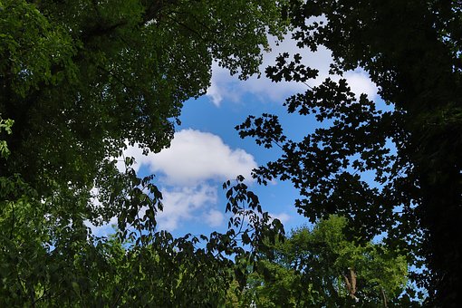 Free Sky Plant photo and picture