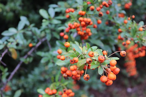 Free Mountain Ash Cat photo and picture
