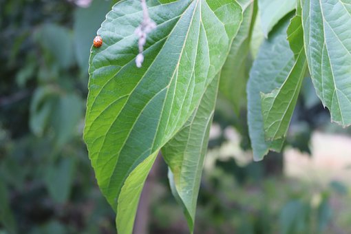 Free Tree Leaves photo and picture