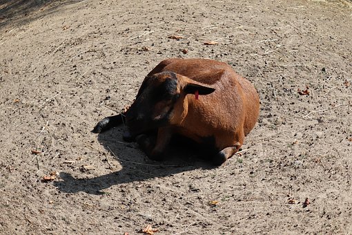 Free Animals Nature photo and picture