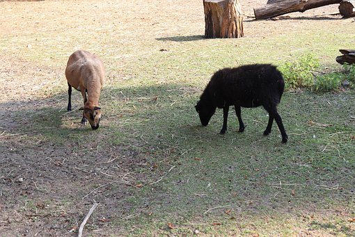 Free Animals Nature photo and picture