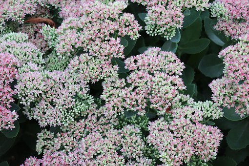 Free Flower Nature photo and picture