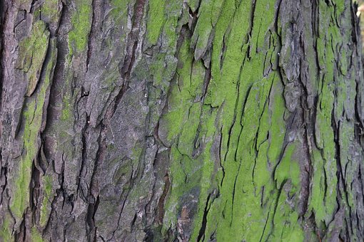 Free Trees The Bark photo and picture