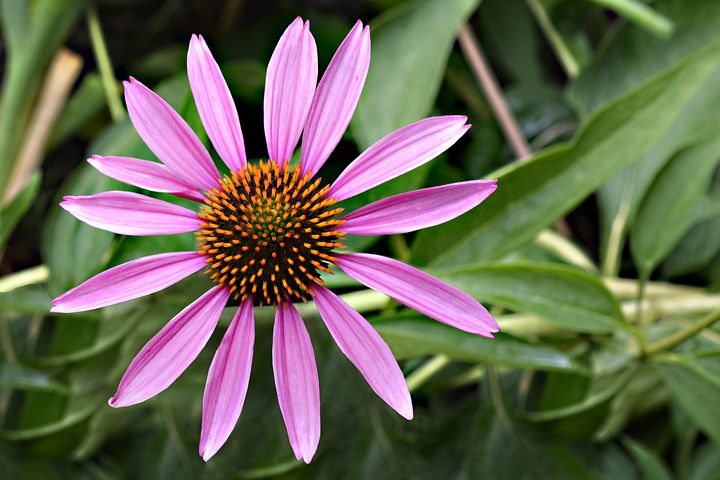 700 Free Coneflower Bloom Images Pixabay Coneflower 3657413 480
