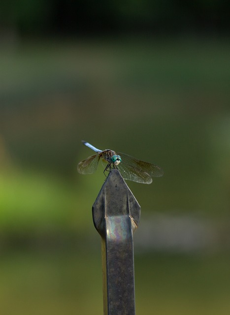 Free Dragonfly Insect photo and picture