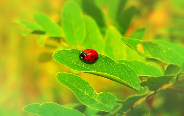 seven-dot ladybug, insect, the beetles, animals, nature, outside, invertebrates, arthropods, closeup, plant, leaf, lawn, color, beautiful, alive, summer, environment, biology, no one