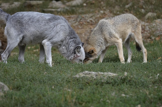 Free Wolf Pack photo and picture