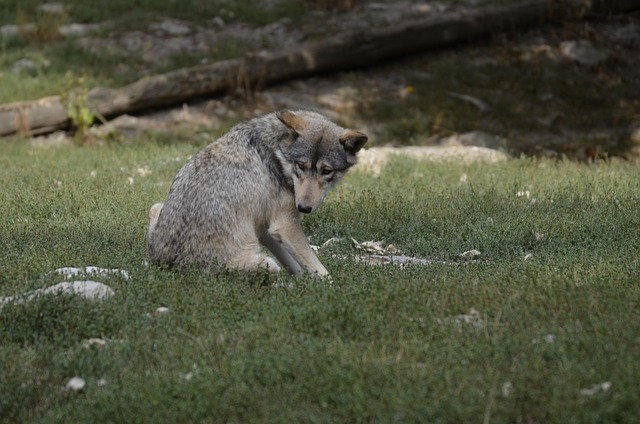 Free Wolf Pack photo and picture